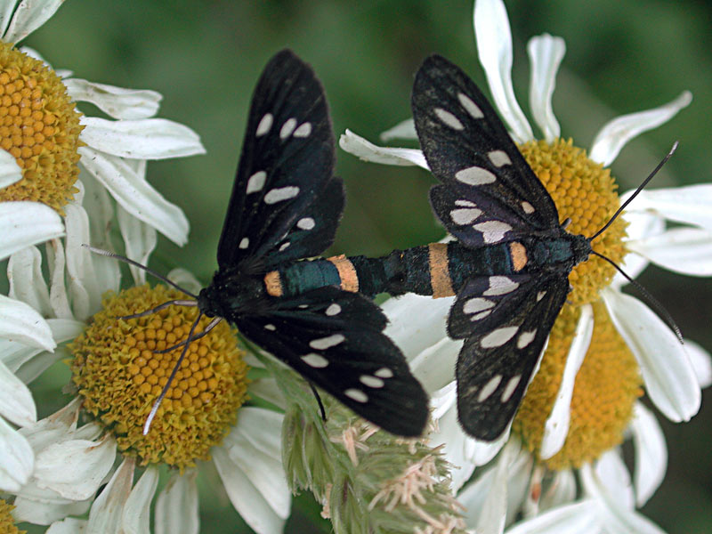 Amata phegea